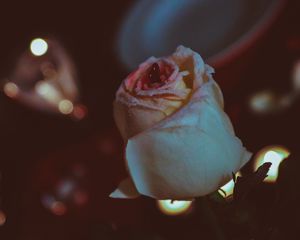 Preview wallpaper rose, bud, petals, glitter