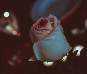Preview wallpaper rose, bud, petals, glitter