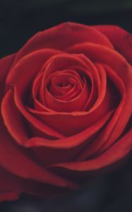 Preview wallpaper rose, bud, petals, red