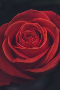 Preview wallpaper rose, bud, petals, red