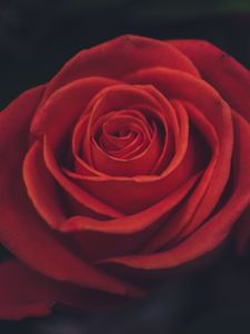 Preview wallpaper rose, bud, petals, red