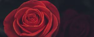 Preview wallpaper rose, bud, petals, red