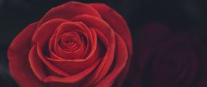 Preview wallpaper rose, bud, petals, red
