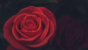 Preview wallpaper rose, bud, petals, red