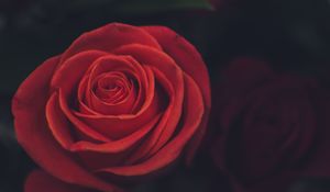 Preview wallpaper rose, bud, petals, red