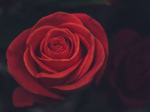 Preview wallpaper rose, bud, petals, red