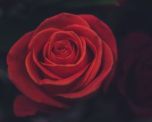 Preview wallpaper rose, bud, petals, red