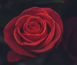 Preview wallpaper rose, bud, petals, red