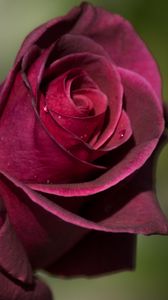 Preview wallpaper rose, bud, petals, drops