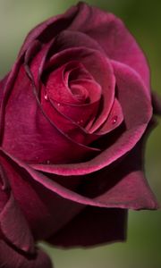 Preview wallpaper rose, bud, petals, drops
