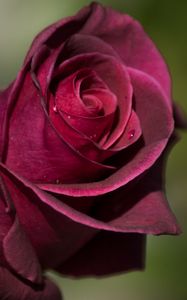 Preview wallpaper rose, bud, petals, drops