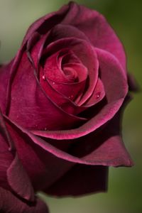 Preview wallpaper rose, bud, petals, drops