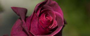 Preview wallpaper rose, bud, petals, drops