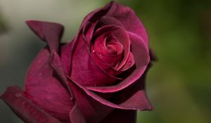 Preview wallpaper rose, bud, petals, drops