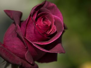Preview wallpaper rose, bud, petals, drops