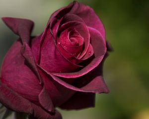 Preview wallpaper rose, bud, petals, drops