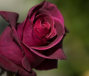 Preview wallpaper rose, bud, petals, drops