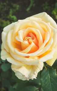 Preview wallpaper rose, bud, petals