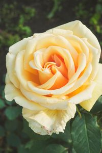 Preview wallpaper rose, bud, petals