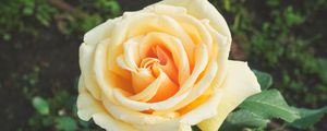 Preview wallpaper rose, bud, petals