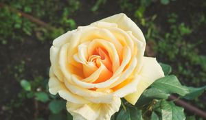 Preview wallpaper rose, bud, petals