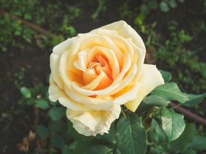 Preview wallpaper rose, bud, petals
