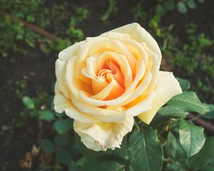 Preview wallpaper rose, bud, petals