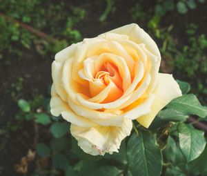 Preview wallpaper rose, bud, petals