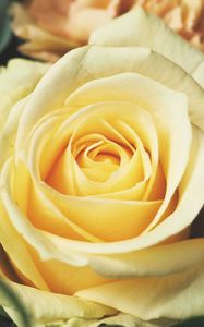 Preview wallpaper rose, bud, petals, yellow