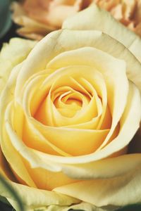 Preview wallpaper rose, bud, petals, yellow
