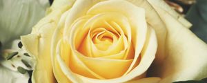 Preview wallpaper rose, bud, petals, yellow