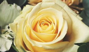 Preview wallpaper rose, bud, petals, yellow
