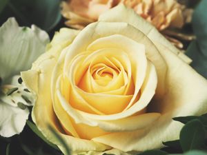 Preview wallpaper rose, bud, petals, yellow