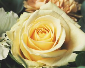 Preview wallpaper rose, bud, petals, yellow