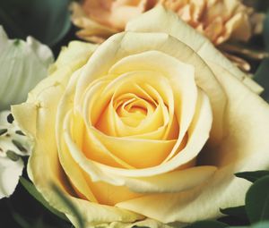 Preview wallpaper rose, bud, petals, yellow