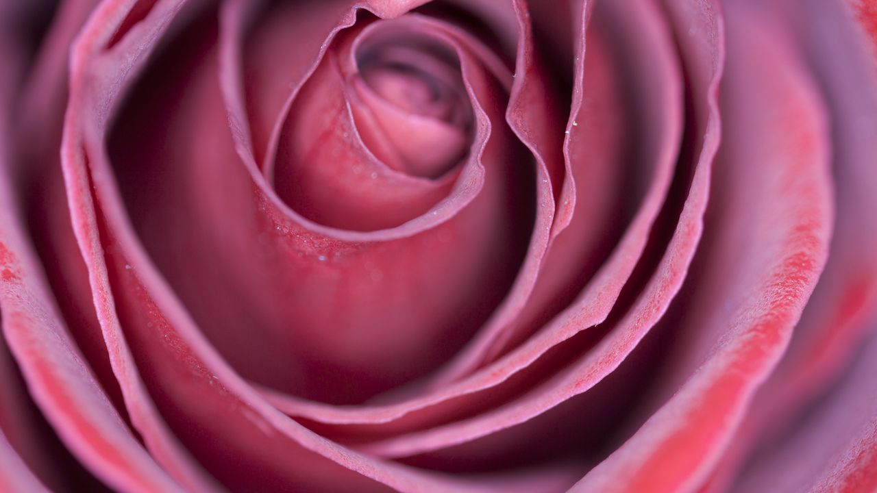 Wallpaper rose, bud, petals