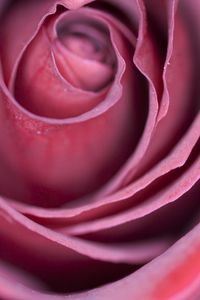 Preview wallpaper rose, bud, petals