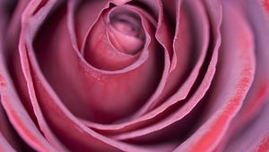 Preview wallpaper rose, bud, petals