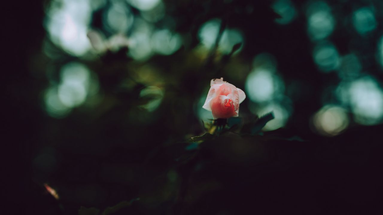 Wallpaper rose, bud, petals, pink