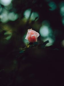 Preview wallpaper rose, bud, petals, pink