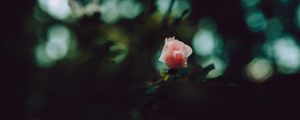 Preview wallpaper rose, bud, petals, pink