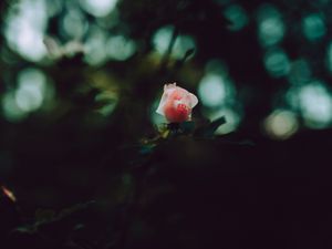 Preview wallpaper rose, bud, petals, pink