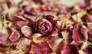 Preview wallpaper rose, bud, petals, dry