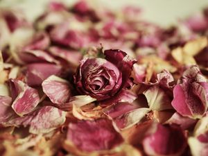 Preview wallpaper rose, bud, petals, dry