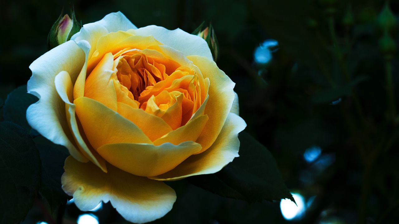 Wallpaper rose, bud, petals, white, yellow