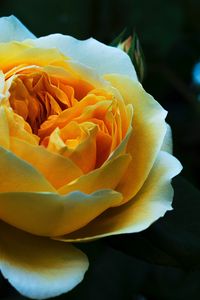 Preview wallpaper rose, bud, petals, white, yellow