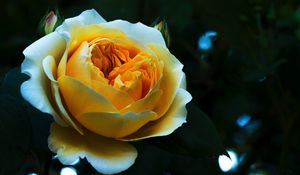 Preview wallpaper rose, bud, petals, white, yellow