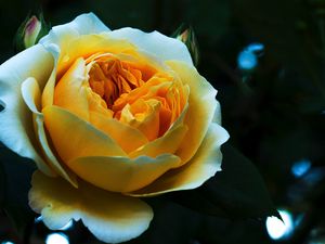 Preview wallpaper rose, bud, petals, white, yellow