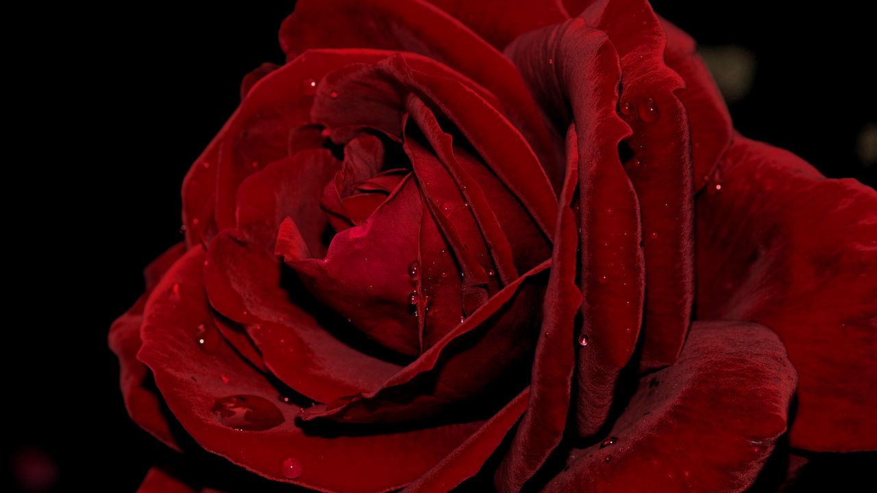 Wallpaper rose, bud, petals, drops