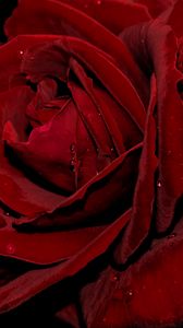 Preview wallpaper rose, bud, petals, drops